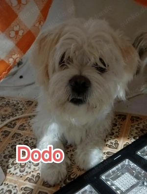 Dodo braucht dringend ein liebevolles Zuhause