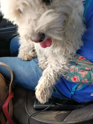 Snowy - er möchte endlich ankommen Bild 6