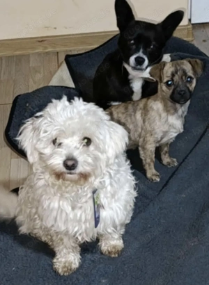 Snowy - er möchte endlich ankommen Bild 3