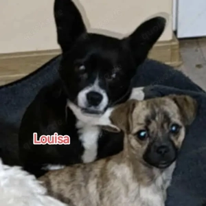 Louisa sehnt sich nach einem richtigen Zuhause