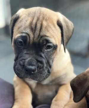 Gesunde Mastiff-Welpen