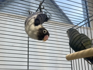 Agaporniden Pärchen abzugeben