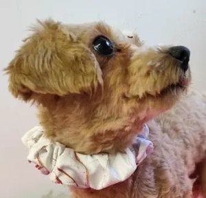 Chip 489909 - Pudelmädel (Mischling) sucht eine Namenspatenschaft und ihr Zuhause