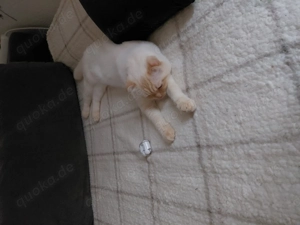 Bkh türkische sehr selten