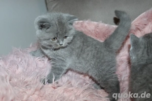 Süsse BKH-Kitten suchen ein neues Zuhause