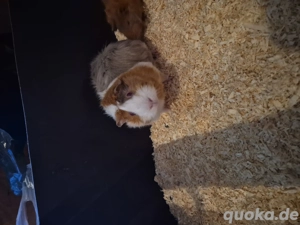 Meerschweinchen Weibchen