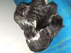 Katzen Babys (geb. 30.11.2025) 1.Advent 