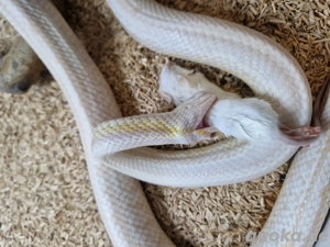 6 Schlangen in verantwortungsvolle Hände abzugeben (VB)