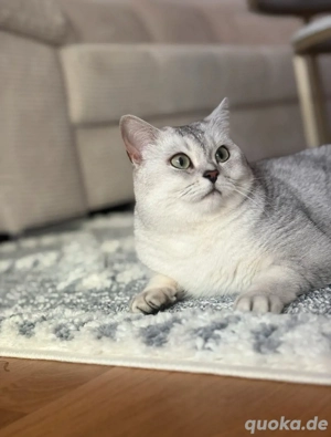 liebevolle gehorsame BKH Katze 