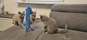 3 BKH Kitten in Blau und Lilac sind bereit für die große Reise