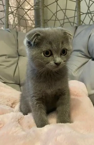 Britisch Kurzhaar-Kätzchen, blau schattiert, mit Stammbaum 