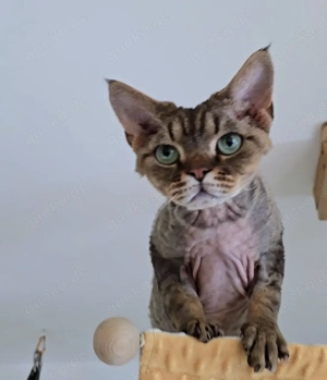 Jung, schön und bereit, Liebe zu schenken ein Kater Harvey sucht ein Zuhause für immer!