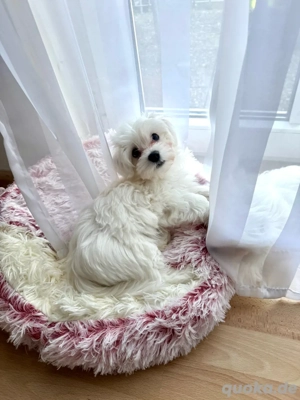 Die süßesten Malteser-Welpen