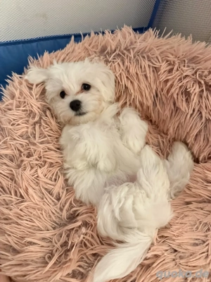 Süßer Malteser-Rüde sucht ein liebevolles Zuhause