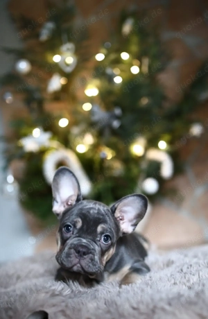 Französische Bulldogge Welpen 