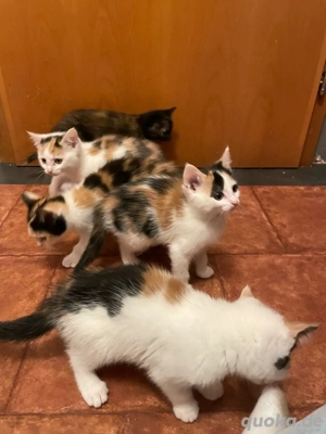 Katzenbaby russisch blau Mix 