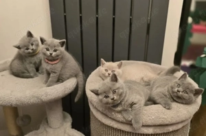 Reinrassiger Blau Britisch Kurzhaar Kater. Bereit für ein liebevolles Zuhause