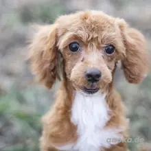 Das ist Lotta   die rote Pudelmagie, die deine Vorstellung von Freude revolutionieren wird   