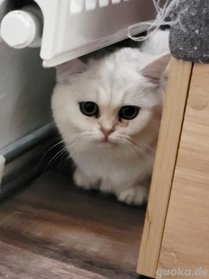 Wunderschönes BKH Mädchen mit stammbaum  Bild 4