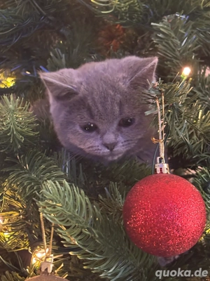 britisch kurzhaar reinrassig kitten  Bild 9