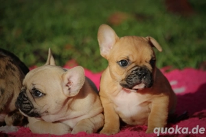 französische bulldogge 