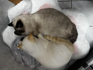 Zwei BKH Brüder   kastriert Yin & Yang 