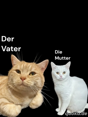 Brititisch Kurzharr Kitten