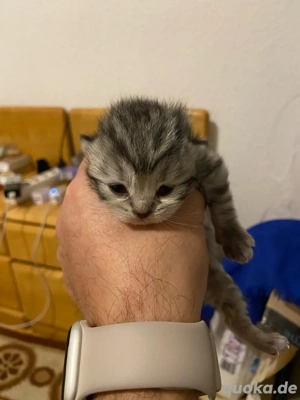 Brititisch Kurzharr Kitten