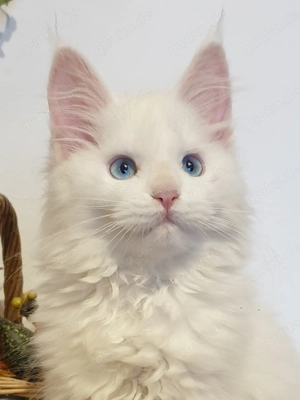 Maine Coon Prinzessinnen mit blauen Augen