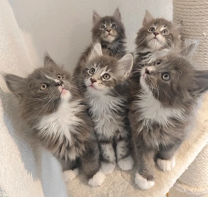 Reinrassiger Maine Coon Deckkater freut sich über Katzenbesuch (kein Verkauf) Bild 7