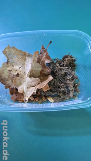 Kubaasseln, Futtertiere, Bodenpolizei Bild 3