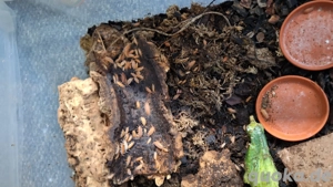 Kubaasseln, Futtertiere, Bodenpolizei