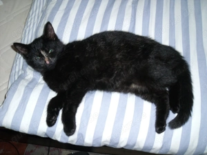 ++ hübsche schwarze Katze mit roter Nase ++ Katzenbaby ++ Kitten ++ 13 Wochen alt ++ 