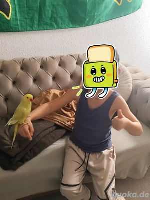 Zwei Halsbandsittiche 