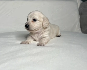 Wunderschöne, reinrassige, cremefarbene Zwergdackelwelpen mit Ahnentafel.