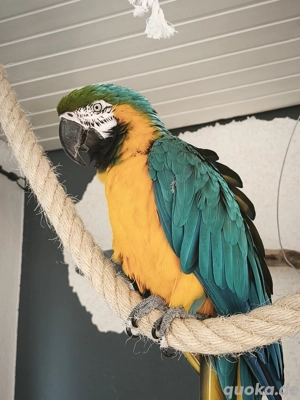 Gelbbrustara Hahn auch Tausch 