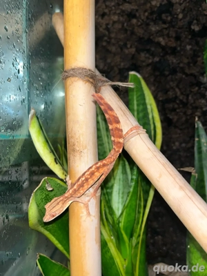1.0 Uroplatus lineatus Gecko - HAMM