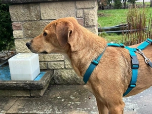 lieber, menschenbezogener, verkuschelter, wunderschöner Rüde "Ronan" sucht ein Zuhause  Bild 7