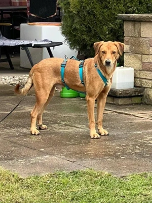 lieber, menschenbezogener, verkuschelter, wunderschöner Rüde "Ronan" sucht ein Zuhause  Bild 5