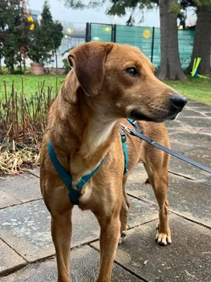 lieber, menschenbezogener, verkuschelter, wunderschöner Rüde "Ronan" sucht ein Zuhause  Bild 10