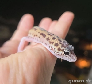 Ghost eclipse het.TA Leopardgecko weibchen 