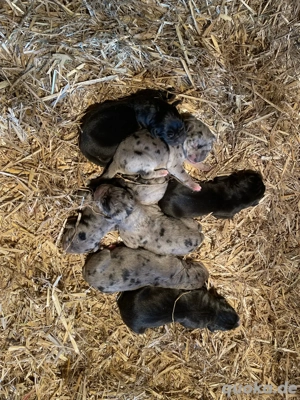 Deutsche Doggen Welpen Grautiger Blau schwarz 