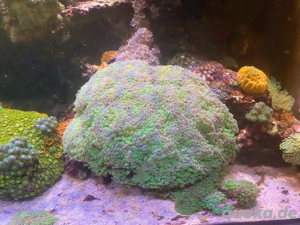 Euphyllia Green XXL 