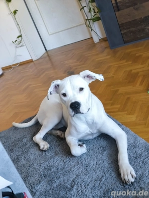 Dogo Argentino Hündin (10 Monate)   Liebevolles Zuhause gesucht
