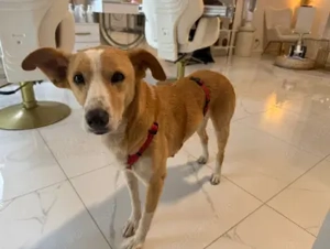 Sammy, stubenreiner Engel, ca. 5 Jahre alt , ca. 45 cm, ca. 16 kg *Tierschutz* *in 90513 Zirndorf*