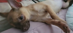 Kleiner Chihuahua-Mix sucht liebevolle und ehrliche Familie