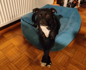 Stoki, stubenreiner Herzensbrecher, ca. 5 Jahre, ca. 50 cm, ca. 20 kg *Tierschutz**in 81479 München*