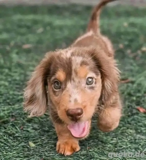 Langhaarige Dackelwelpen zur Adoption