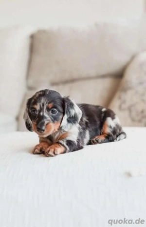 Welpenadoption und -vermittlung 17668441254