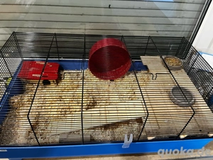 zwerg hamster mit käfig